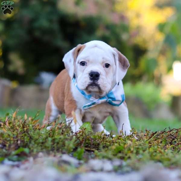 Max, Beabull Puppy
